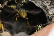European Wasp (Vespula Germanica)